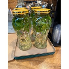 [천년새싹] 새싹인삼주 인삼주 담금주용 특대 10뿌리, 1g, 1박스