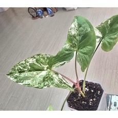 (서리) 무늬싱고니움