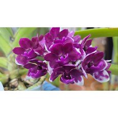 [루반정원] Rhy. gigantea 'cartoon' x orange, 1개