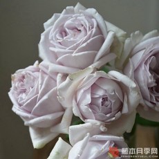 海洋 海神王陽台 銀色光芒 組合販售 潛水面鏡 高品質舒適耐用