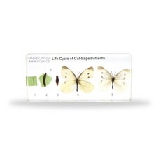 초등 3학년과학 배추흰나비 일생 한살이 표본 관찰 초등과학실험 초등과학키트, 1개