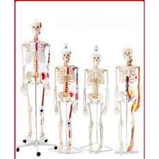 전신 뼈 인체 골격 모형 인대 모델 구조 이동식 교육 해부학 스탠드 해골 D_85cm 척추 신경+그린 가슴뼈, 1개