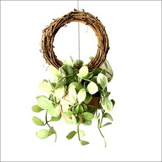 들꽃향기 공중식물 에어플랜트 틸란드시아 인테리어 공기정화 화분식물, 디시디아 원리스화이트, 1개