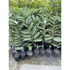 霏霏園藝 香水芭樂嫁接苗, 1個