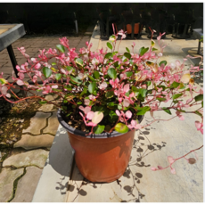 식물교감 핑크브리즈 칼라트리안 무늬트리안 덩쿨식물, 소품, 1개