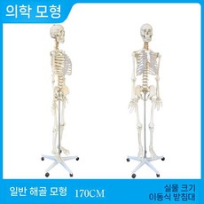 인체모형 이동식 바퀴 교육용 전신 인체 강의용 모델 관절구 해골 모형 스탠드 병원 뼈, 12. 170cm 골격 디스크 포함