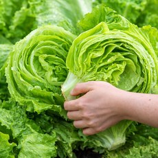 국내산 손질 양상추 통양상추 12통 20통 10kg(내외), 1박스, 10kg