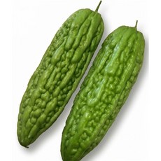 【野菜部屋~】K22 青玉苦瓜種子 F1品種 果性佳, 1包