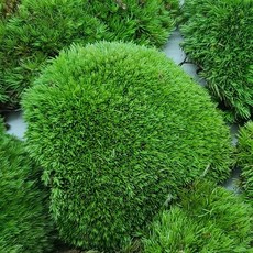 생 비단 빵 식물 이끼 분재 분경 석부작 넝쿨 덩쿨 자연 이끼 넝쿨식물 생 가는털 dew+9424pS