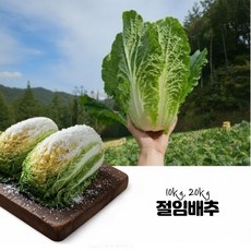 동명 강원도 고랭지 김장용 절임배추 해남 GAP인증, 10kg, 10kg, 1개, 날짜지정