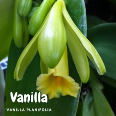 香草純精油 香草計畫, 1個, 50ml