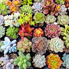 제이팟 미니 다육이 중복없이 이름표 부착, 천원다육식물 10개 세트, 1세트