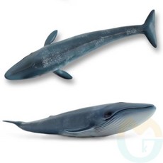 굿마켓 흰수염고래