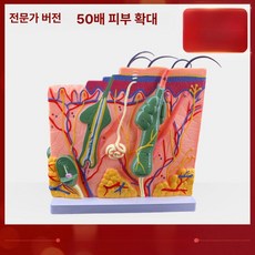피부모형 인체모형 보건교구 과학교재 해부학 두피구조 표피진피 모낭구조 피지선 신경조직 교육용교구, 50배 피부 확대 모델