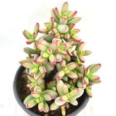 애성 다육이 붉은 가장자리가 특징인 예쁜 색감 실내 장식용, 1개, 청색