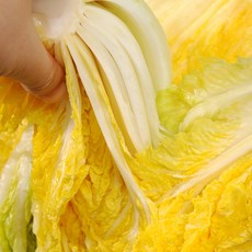 싱싱햇 국산 절임배추 절인 김장 배추, 10kg(3-5포기), 10kg, 1박스, 주문일 +10일후 도착(화-토)