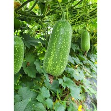 미니박 Bi dao 비다우 약 400g~600g, 1개, 600g