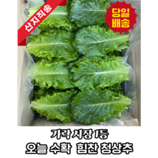 [농가직영] 당일수확 가락시장 1등 국내산 청상추 로메인 상추, 1kg, 1개