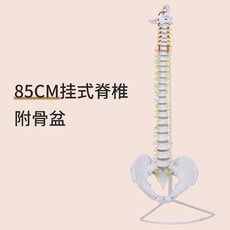 척추 모형 관절 사람 인체구조 내부 해부 병원 골반 요추