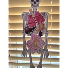 우리몸 초등 실과 중학교 과학 보건 인체장기 내장기관 위치 해골 인체 모형 만들기 고등학교