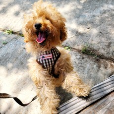 RlikeU 체크가슴줄 강아지하네스 산책줄 리드줄세트 PET-04, 1개, PET-04-체크-브라운