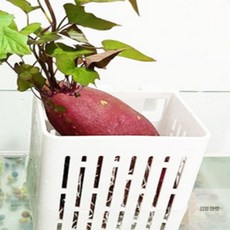 김영마켓 걸이식 수경재배통 벽걸이수경재배, 1개