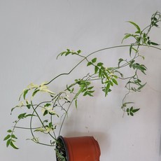 봄봄 무늬학자스민 소품, 1개