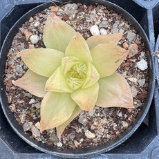 보초금 S 다육식물 플랜테리어 홈가드닝 공기정화식물, 단일, 1개