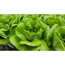 에상스팜 산지직송 무농약 버터헤드 단품 1kg 유럽상추 샐러드 채소, 1개