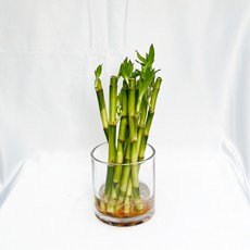 글라스가든 개운죽 20cm 10개 키우기 쉬운 실내 공기정화 수경재배 수경식물 키우기, 3세트