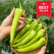 [전문가추천] GAP인증 당조절 혈당조절 당조고추, 1박스, 500g