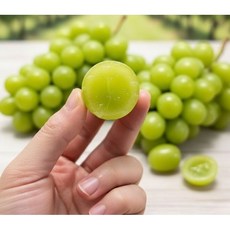 동명팜 상큼청량 사과향 애플 청포도 어텀크리스피, 1박스, 500g