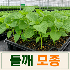 [팜톡톡 직영] 들깨모종 10주 깻잎모종 쌈채소 채소모종 베란다텃밭 가정용 재배세트, 10개