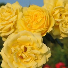 花量大！伊豆舞孃法國玫瑰 適合新手種植 灌木 四季開花 中輪 中強香 豐花, 1個, 7-8吋盆