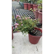 霏霏園藝日本屋久島盤栽性玫瑰 日式盆栽 室內裝飾 療癒盆栽 玫瑰盆栽