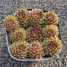 봄의정원 잉글랜드칼카레움 바위솔/월동다육, 1개