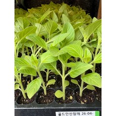 참깨모종 골드안산참깨 가지깨 128구 한판, 1개