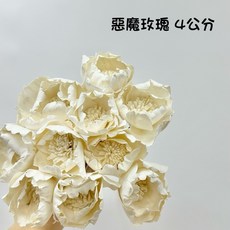 “Be a florist 花藝夢” 高品質索拉 惡魔玫瑰 索拉 4公分 6公分 8公分(把) 擴香花 乾燥花 永生花, 白色,8公分(五支)