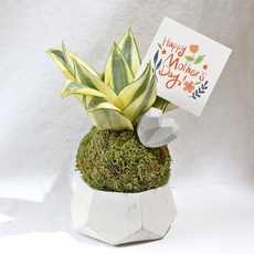 NatureWorld Studio 虎尾蘭盆栽, 1個, 植物+花器