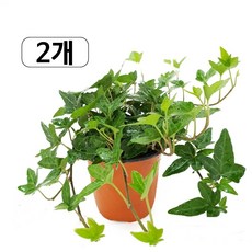 도도팜 1+1 스파트필름/ 호야 테이블야자고무나무 행운목 스킨답서스 아이비 천냥금 파키라 율마 금전수 풍란 리사호야 금전수 보석금전수 개운죽 10 20 스투키 토분 공기정화식물, 04.  (2개) 아이비 1개, 2개