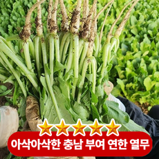 아삭한 식감과 은은한 단맛에 살짝 올라오는 풋내가 어우러진 열무와 얼갈이, 1박스, 혼합 1박스(열무2kg+얼갈이2kg)