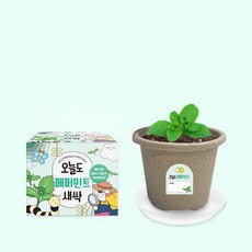 오늘도새싹 식물키우기 페퍼민트 미니화분