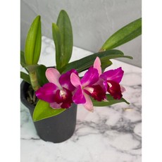 [루반정원] C.히메, 1개