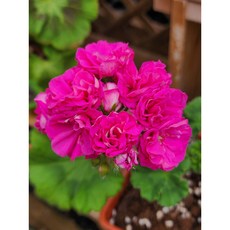 유럽제라늄 라라딜라이트 12cm화분 플랜테리어 관엽식물 꽃모종 사계절피는꽃 제라늄농장/엠제이정원, 1개