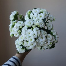 [무지개꽃/ 색상선택17종] 칼란디바 (카랑코에 겹꽃), 17. 흰색 (화이츠), 1개