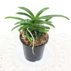 [골든플랜트] 소엽 풍란 목부작 석부작 음지식물 실내인테리어, 1개