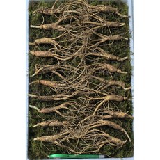 [수로] 강원도 전라도 1200고지 진짜 산삼 5-6년 못난이삼 + 서비스삼, 10g, 70개, 56년 못난이삼