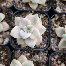 [해뜰다육] 살구미인금 다육식물 선인장, 1개