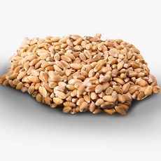 毛樂子 寵物貓草種子 小麥草 助消化 貓咪零食 30g, 1個, 單包30g