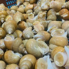 포항 백골뱅이 백고동 당일조업 생물 산소포장, 1박스, 특대1kg